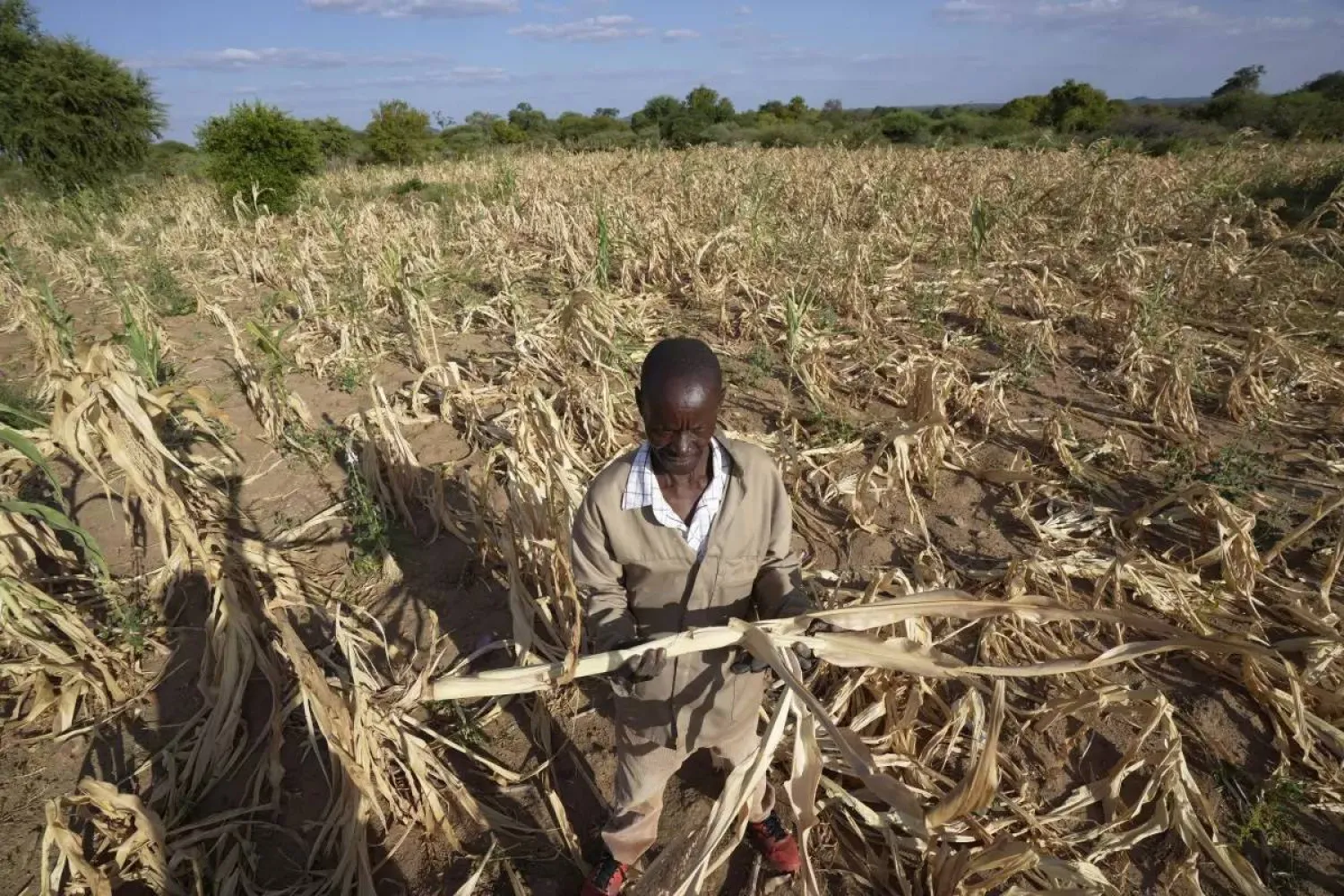 Farmer standing in a drought-stricken maize field with withered crops